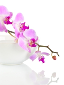 dani ripper, orchid